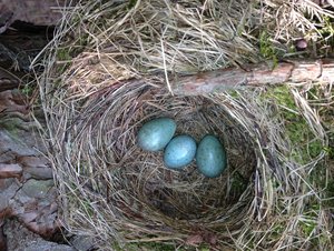 Nest der Schwarzdrossel (Turdus merula)