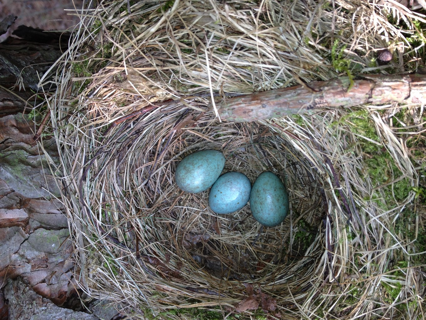 Nest der Schwarzdrossel (Turdus merula)